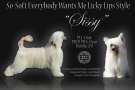 So-Soft Everybody Wants Me Licky Lips Style Chinese Crested