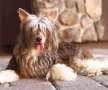 Raven's Vintage Harmony Moon Chinese Crested