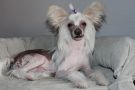Sun One Say  Vast Soul Chinese Crested