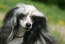 Prefix Uptown Boy Chinese Crested