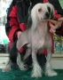 Lewis Chinese Crested