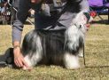 Stormblstens Fire Walk With Me Chinese Crested