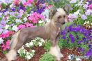 Aura Beauty Shanghai Prince Chinese Crested