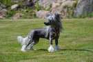 Proud Pony Madonna Chinese Crested