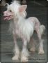 Chiclete Odie Skyrim Chinese Crested