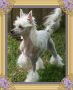 Woodcrest Puttin On The Ritz Chinese Crested