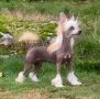 Proud Pony Terminator Chinese Crested