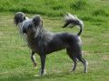 Renedream's Indian Love Call Chinese Crested
