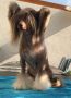 Little Dog Of Dream Lord Chocolate Chinese Crested