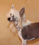 Whispering Lane People Will Talk Chinese Crested