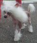 Night Eclips Charodei Destino Chinese Crested