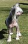 Taijan Dreamer Lucille Chinese Crested