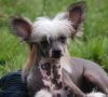 Amyfield Makes People Talk Chinese Crested
