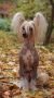 Mirbon's Viveka Chinese Crested