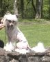 Rosebriars Key To The Kingdom Chinese Crested
