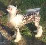 Victory song de Almamasan Chinese Crested