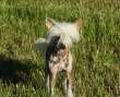 Favourite Joy Daywalker Chinese Crested