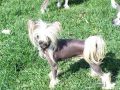 Roc N Win The Jig Is Up Chinese Crested