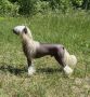 Caribbean Criollo Solsburry Hill Chinese Crested