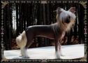 Baldpark's How Do You Like Me Now Chinese Crested