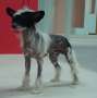 Bi-lav Plus Uilfred Chinese Crested