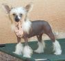 Crest-Vue Where There's A Will-There's A Way Chinese Crested