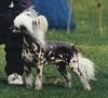 Oceanvale Snap Chinese Crested