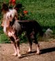 Moonswift Warrior Princess Chinese Crested