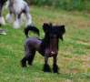 Little Dog Of Dream O'll Black Chinese Crested