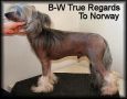 Blue Wing's True Regards To Norway Chinese Crested