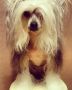 Fabian Night Queen Chinese Crested