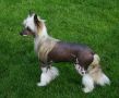 Solino's Spirit Never Dies Chinese Crested