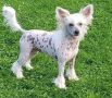 Tournais Scarlet No'Haira Chinese Crested