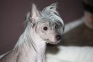 Starlyte's Rolling in the Mud Chinese Crested