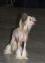 Bai Long's Exquisite Me Chinese Crested