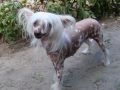 Naimuluna Line Very White Cherry Chinese Crested
