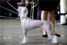 My Vanity Fair Imagine This Chinese Crested