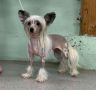 Proud Pony Rambling Rose Chinese Crested