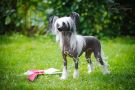 Andromeda Galaxy Triumph Chinese Crested