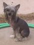 Stonehill Cold Kotickee Steel Chinese Crested