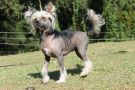 Hampton Court's Party Star at Legend Chinese Crested