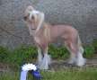 Stormblstens Purple Haze Chinese Crested
