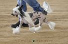 MyAngel-Cristall's Journey Of The Imagination DOM Chinese Crested