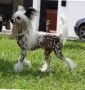 Sunstreaker Nuclear Reaction Chinese Crested