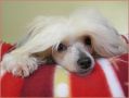 Crestars Kazzeopaea Of Altair Chinese Crested