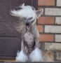 Touch Beauty Code of the Legends Chinese Crested