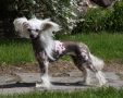 Dogcastle's Body Buff Chinese Crested