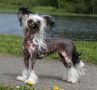 Trnderpia's Her Highness Chinese Crested