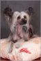 Zucci Angel Look Chinese Crested
