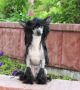 Charuyuschiy Soblazn Label de qualit Chinese Crested